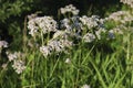 White wildflowers of Anise Pimpinella anisum. Royalty Free Stock Photo