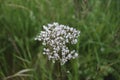 White wildflowers of Anise Pimpinella anisum. Royalty Free Stock Photo