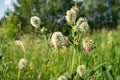 White wildflowers on a background of greenfield