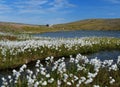 White Wildflowers In The Beautiful And Barren Landscape Of Mageroya Island Close To The North Cape Royalty Free Stock Photo