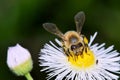 White wildflowers with bees pollinating. Royalty Free Stock Photo