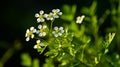 White wildflowers bloom against a dark green leafy background