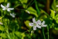 White wildflowers of Claytonia sibirica in shady forest Royalty Free Stock Photo