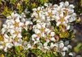 White wildflowers - Cradle Mountain Royalty Free Stock Photo