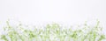 White wildflowers with green leaves isolated on a white background. groundworm creeping groundcover. Banner