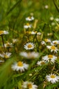 Among The white wildflowers and green leaves