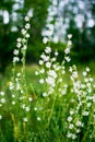 White wildflowers on a green summer meadow closeup. Rural landscape