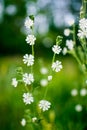 White wildflowers on a green summer meadow closeup. Rural landscape