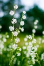 White wildflowers on a green summer meadow closeup. Rural landscape