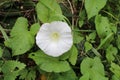 White wildflowers in hedgerow Royalty Free Stock Photo