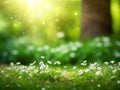 White wildflowers shimmer under the bright summer sun in a lush forest