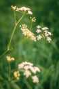 The bride`s bouquet. Beautiful bouquet of white, blue, pink flowers and greenery Royalty Free Stock Photo