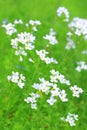 White wildflowers in springtime