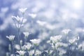 White wildflowers in the sunlight. Selective soft focus