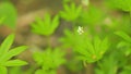 White wildflowers. Sweetscented bedstraw, woodruff. Galium odoratum, the sweet woodruff. Close up.