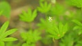 White wildflowers. Sweetscented bedstraw, woodruff. Galium odoratum, the sweet woodruff. Close up.