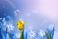 White wildflowers and a yellow tulip on a blurry soft turquoise and green background. Early in the morning, a butterfly flies over Royalty Free Stock Photo