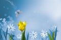 White wildflowers and a yellow tulip on a blurry soft turquoise and green background. Early in the morning, a butterfly flies over Royalty Free Stock Photo