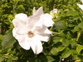 White wildrose flower at early spring Royalty Free Stock Photo