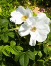 White wildrose flower at early spring Royalty Free Stock Photo