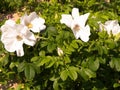 White wildrose flower at early spring Royalty Free Stock Photo