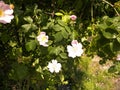 White wildrose flower at early spring Royalty Free Stock Photo