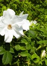 White wildrose flower at early spring Royalty Free Stock Photo