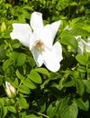 White wildrose flower at early spring Royalty Free Stock Photo
