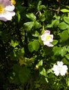 White wildrose flower at early spring Royalty Free Stock Photo