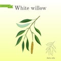 White willow branch