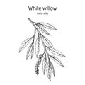 White willow branch salix alba. Hand drawn botanical vector illustration