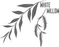 White willow leaves and buds vector illustration