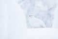 White Willow ptarmigan, Lagopus lagopus in winter plumage Royalty Free Stock Photo