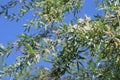 White Willow (Salix alba) in midsummer with ripe seeds embedded in silky hairs, which aids the flight in the