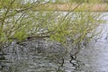 White Willow - Salix alba, River Yare, Norfolk Broads, England, UK Royalty Free Stock Photo