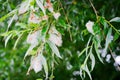 White willow Salix alba tree branch with fruits and leaves. Seeds in white down.