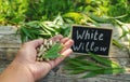 White willow supplements and extract. Selective focus. Royalty Free Stock Photo