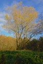 White wilow tree in the Flemish countryside - Salix Alba Royalty Free Stock Photo