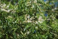 white willow tree (Salix alba) leafs with seed Royalty Free Stock Photo