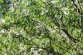 white willow tree (Salix alba) leafs with seed Royalty Free Stock Photo