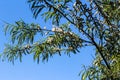 white willow tree (Salix alba) leafs with seed Royalty Free Stock Photo