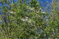 white willow tree (Salix alba) leafs with seed Royalty Free Stock Photo