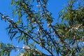 white willow tree (Salix alba) leafs with seed Royalty Free Stock Photo