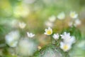 White windflower blossom (Anemonoides nemorosa). Royalty Free Stock Photo