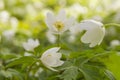 White windflower