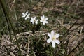 White windflowers anemone nemorosa outdoor