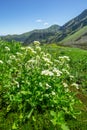 White flowers at Spalena dolina valley Royalty Free Stock Photo