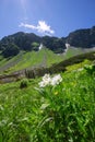 White windflowers at Spalena dolina valley Royalty Free Stock Photo