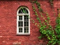 White window on a brick wall covered with ivy Royalty Free Stock Photo