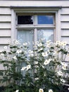 White Window Flowers Royalty Free Stock Photo